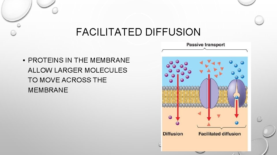 FACILITATED DIFFUSION • PROTEINS IN THE MEMBRANE ALLOW LARGER MOLECULES TO MOVE ACROSS THE