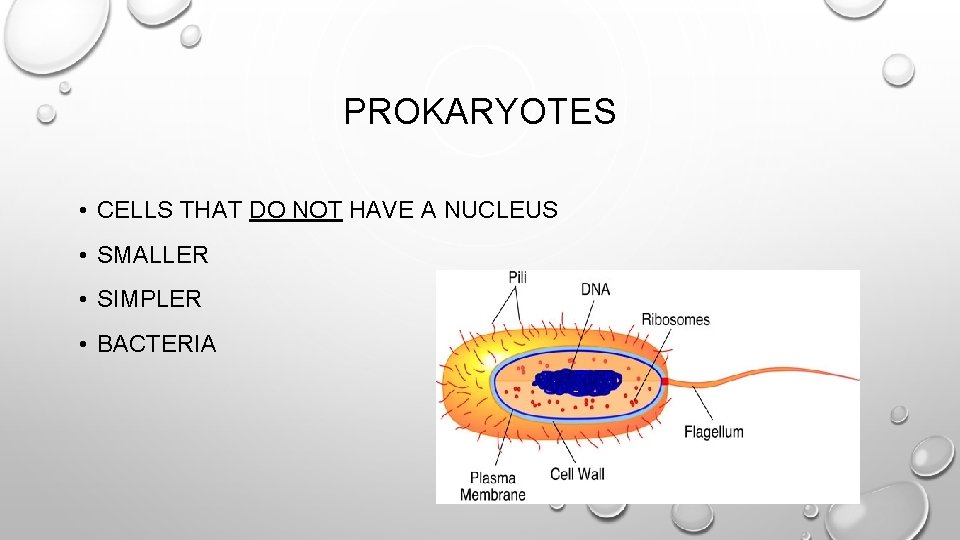 PROKARYOTES • CELLS THAT DO NOT HAVE A NUCLEUS • SMALLER • SIMPLER •