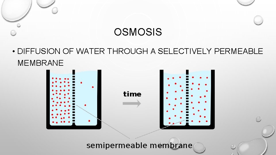 OSMOSIS • DIFFUSION OF WATER THROUGH A SELECTIVELY PERMEABLE MEMBRANE 