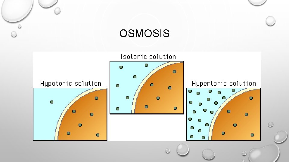 OSMOSIS 
