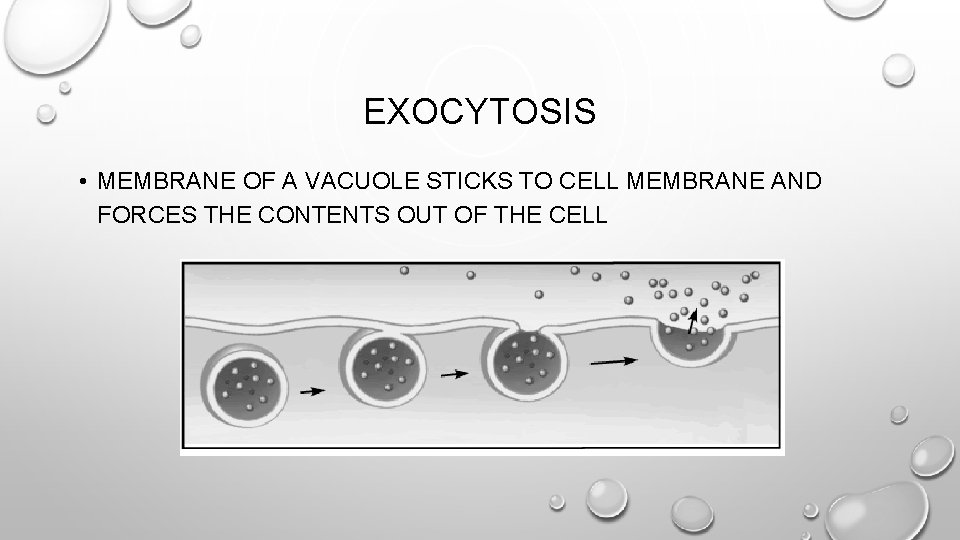 EXOCYTOSIS • MEMBRANE OF A VACUOLE STICKS TO CELL MEMBRANE AND FORCES THE CONTENTS