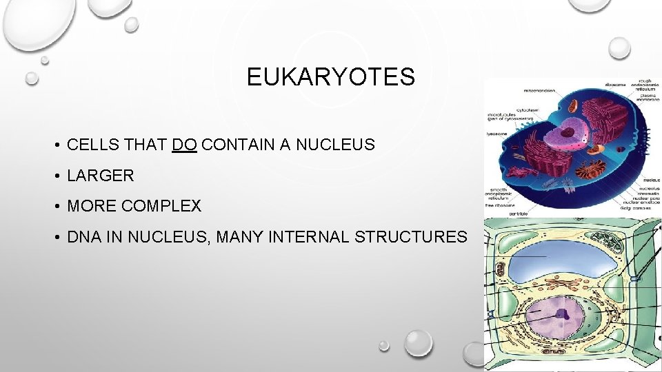 EUKARYOTES • CELLS THAT DO CONTAIN A NUCLEUS • LARGER • MORE COMPLEX •