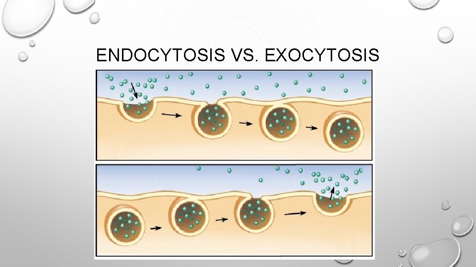 ENDOCYTOSIS VS. EXOCYTOSIS 