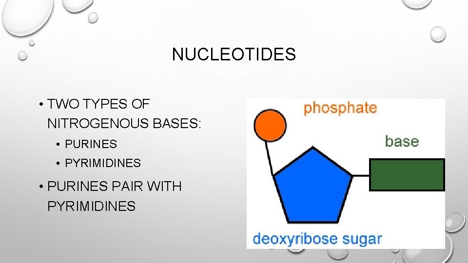 NUCLEOTIDES • TWO TYPES OF NITROGENOUS BASES: • PURINES • PYRIMIDINES • PURINES PAIR