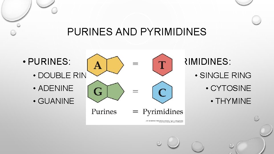 PURINES AND PYRIMIDINES • PURINES: • DOUBLE RING PYRIMIDINES: • SINGLE RING • ADENINE