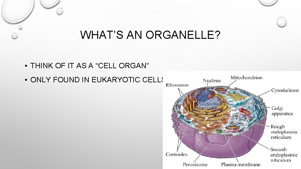 WHAT’S AN ORGANELLE? • THINK OF IT AS A “CELL ORGAN” • ONLY FOUND