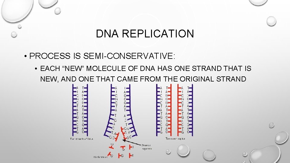 DNA REPLICATION • PROCESS IS SEMI-CONSERVATIVE: • EACH “NEW” MOLECULE OF DNA HAS ONE