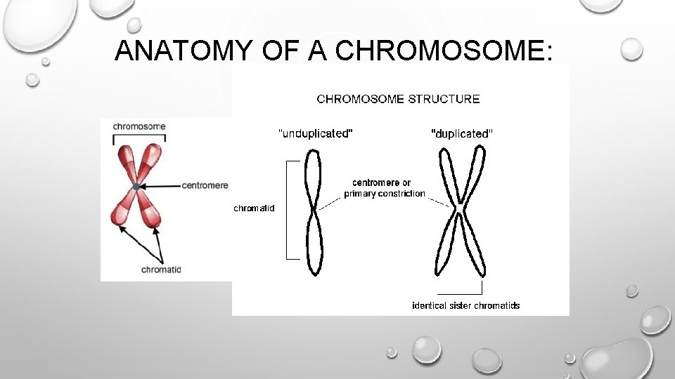 ANATOMY OF A CHROMOSOME: 