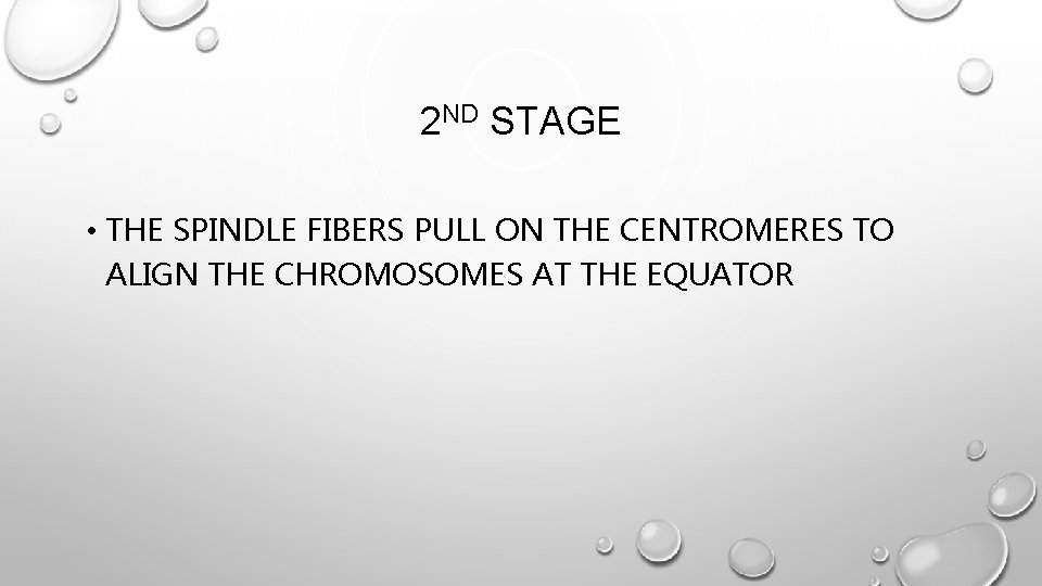 2 ND STAGE • THE SPINDLE FIBERS PULL ON THE CENTROMERES TO ALIGN THE