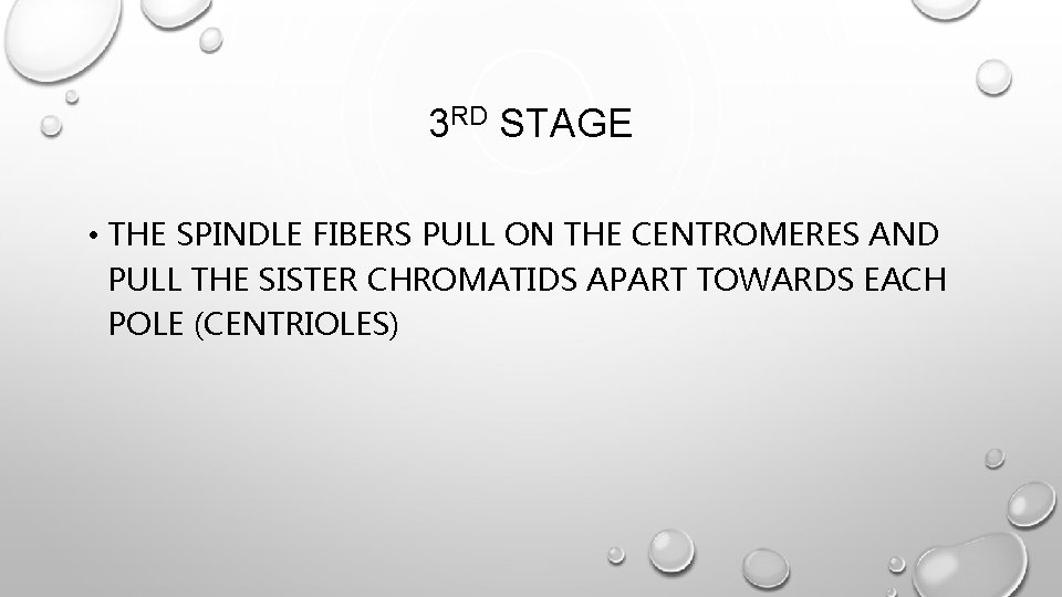 3 RD STAGE • THE SPINDLE FIBERS PULL ON THE CENTROMERES AND PULL THE