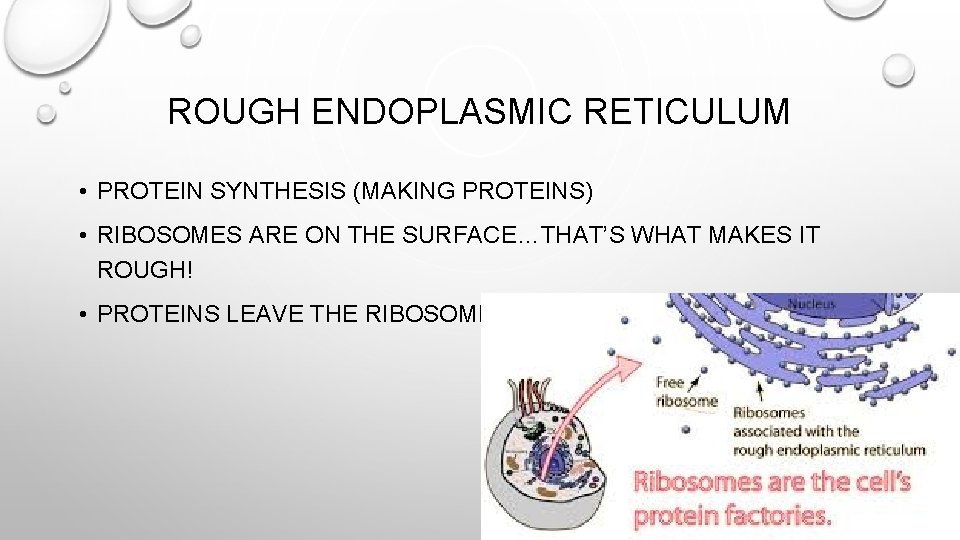 ROUGH ENDOPLASMIC RETICULUM • PROTEIN SYNTHESIS (MAKING PROTEINS) • RIBOSOMES ARE ON THE SURFACE…THAT’S