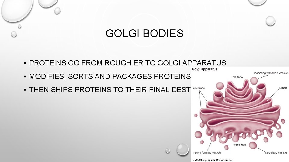 GOLGI BODIES • PROTEINS GO FROM ROUGH ER TO GOLGI APPARATUS • MODIFIES, SORTS