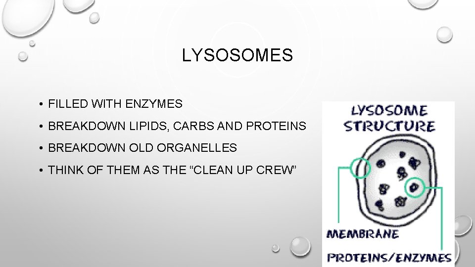 LYSOSOMES • FILLED WITH ENZYMES • BREAKDOWN LIPIDS, CARBS AND PROTEINS • BREAKDOWN OLD