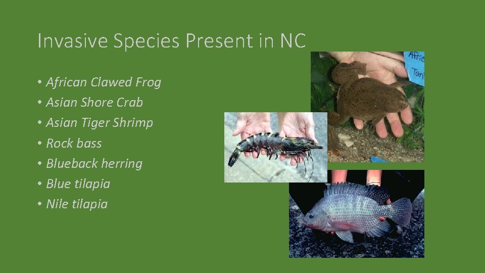Invasive Species Present in NC • African Clawed Frog • Asian Shore Crab •