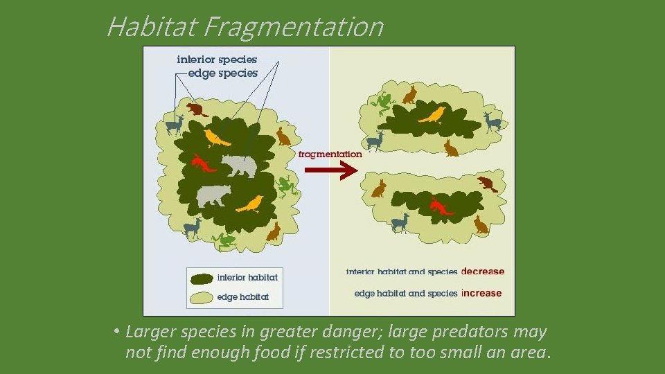 Habitat Fragmentation • Larger species in greater danger; large predators may not find enough