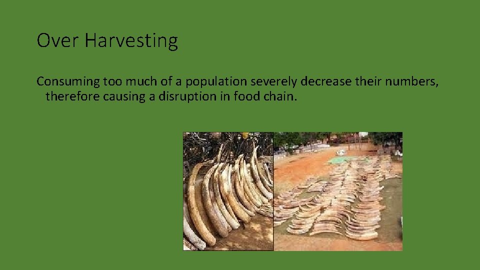 Over Harvesting Consuming too much of a population severely decrease their numbers, therefore causing