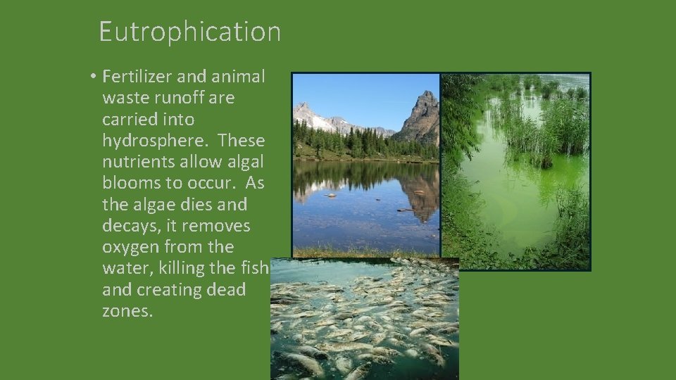 Eutrophication • Fertilizer and animal waste runoff are carried into hydrosphere. These nutrients allow