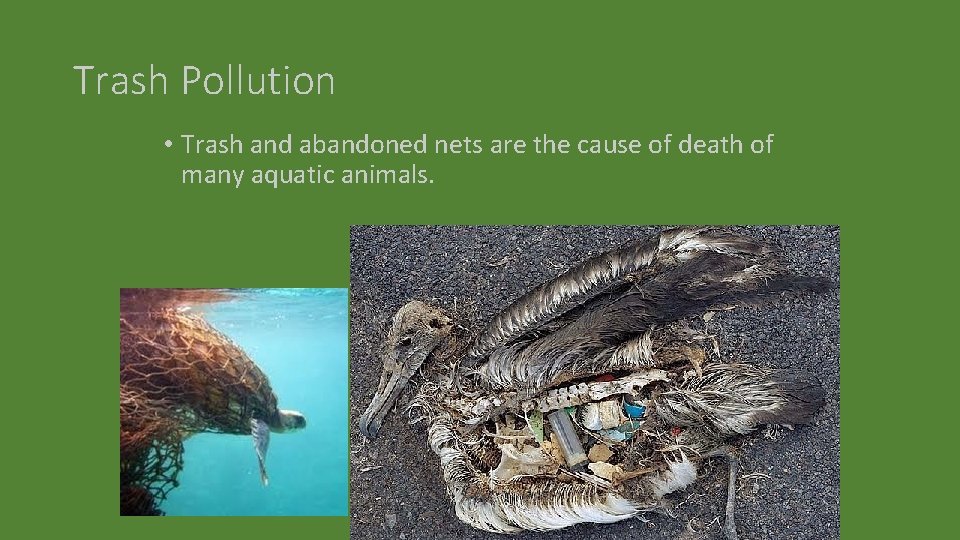 Trash Pollution • Trash and abandoned nets are the cause of death of many