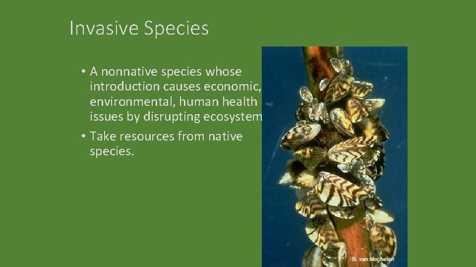 Invasive Species • A nonnative species whose introduction causes economic, environmental, human health issues