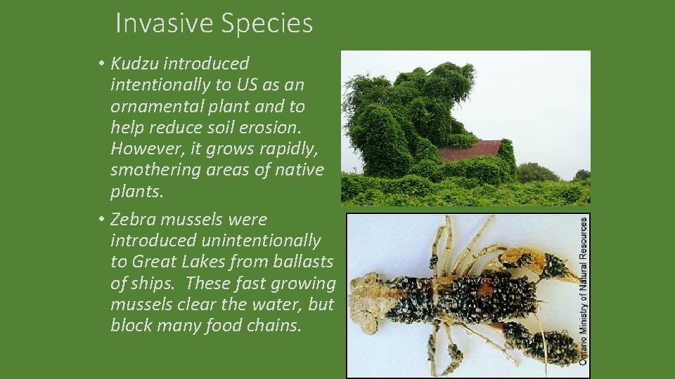 Invasive Species • Kudzu introduced intentionally to US as an ornamental plant and to