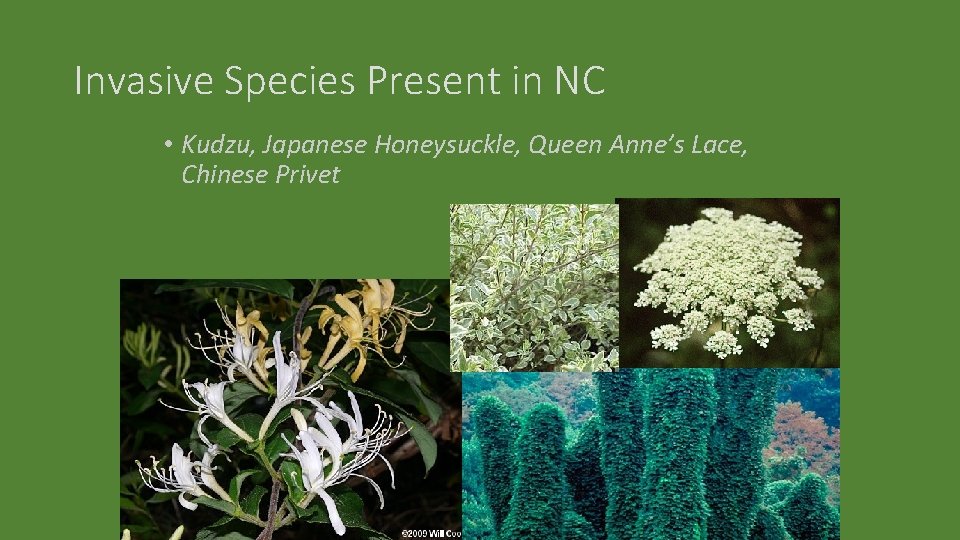 Invasive Species Present in NC • Kudzu, Japanese Honeysuckle, Queen Anne’s Lace, Chinese Privet