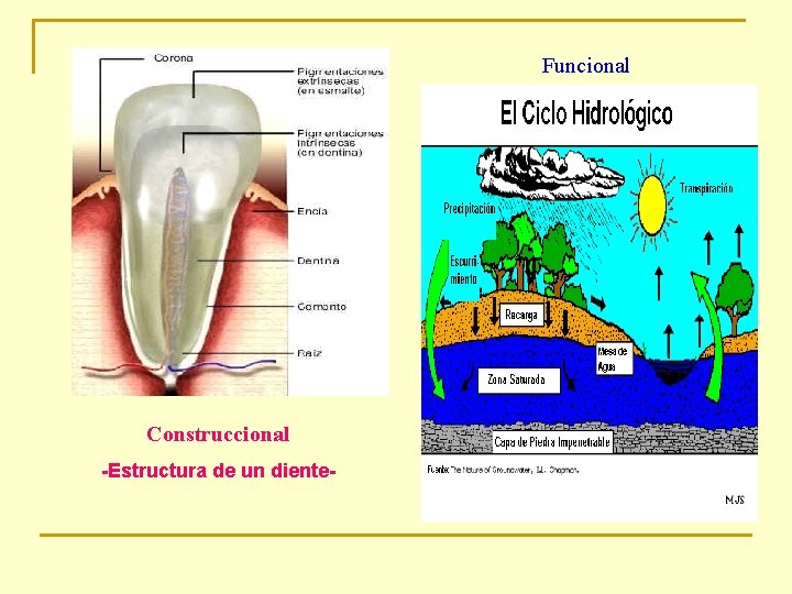 Funcional Construccional -Estructura de un diente- Funcional Construccional -Estructura de un diente-