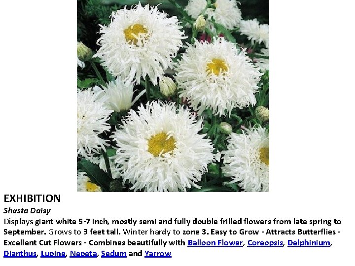 EXHIBITION Shasta Daisy Displays giant white 5 -7 inch, mostly semi and fully double