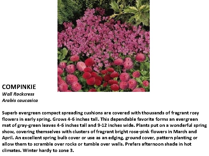 COMPINKIE Wall Rockcress Arabis caucasica Superb evergreen compact spreading cushions are covered with thousands