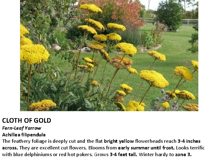 CLOTH OF GOLD Fern-Leaf Yarrow Achillea filipendula The feathery foliage is deeply cut and