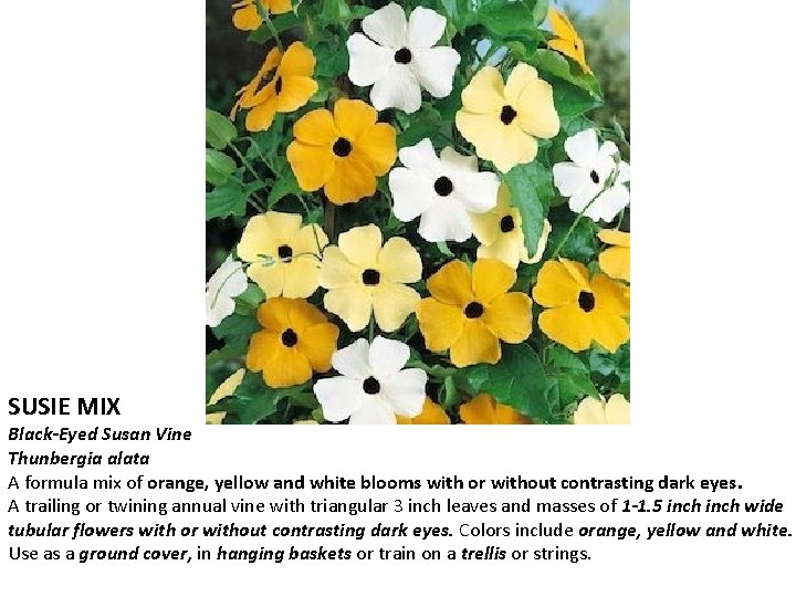 SUSIE MIX Black-Eyed Susan Vine Thunbergia alata A formula mix of orange, yellow and