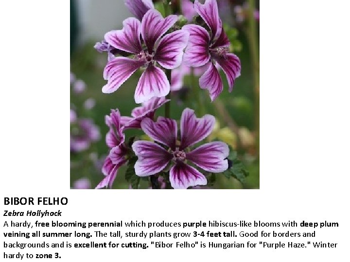 BIBOR FELHO Zebra Hollyhock A hardy, free blooming perennial which produces purple hibiscus-like blooms