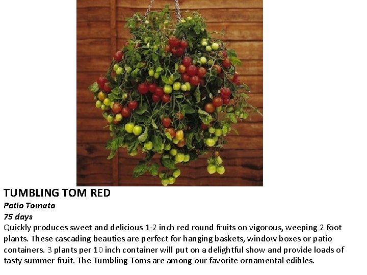 TUMBLING TOM RED Patio Tomato 75 days Quickly produces sweet and delicious 1 -2