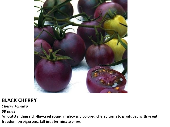 BLACK CHERRY Cherry Tomato 68 days An outstanding rich-flavored round mahogany colored cherry tomato