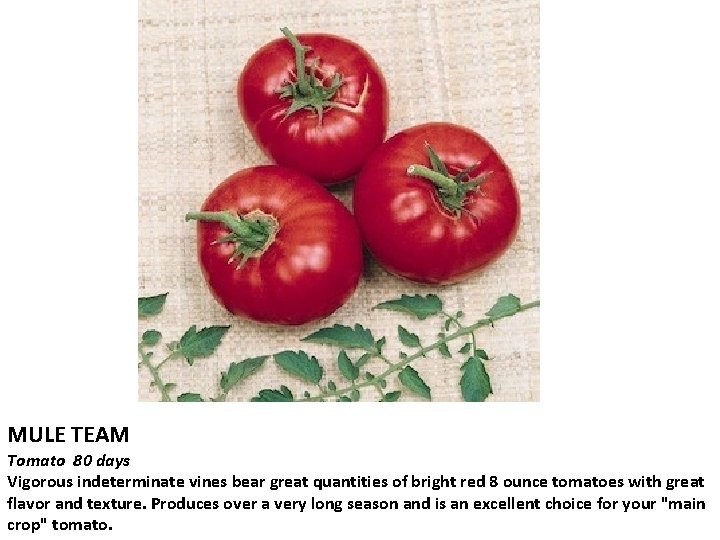 MULE TEAM Tomato 80 days Vigorous indeterminate vines bear great quantities of bright red