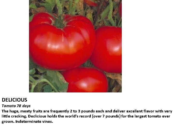 DELICIOUS Tomato 78 days The huge, meaty fruits are frequently 2 to 3 pounds