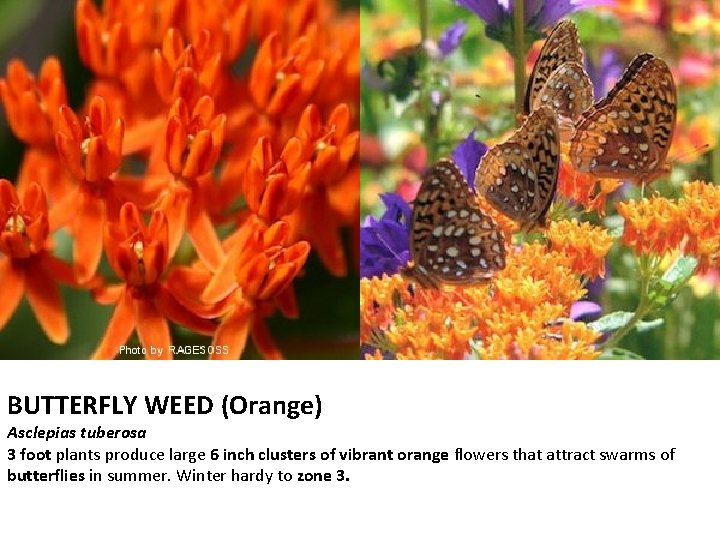 BUTTERFLY WEED (Orange) Asclepias tuberosa 3 foot plants produce large 6 inch clusters of