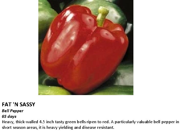 FAT 'N SASSY Bell Pepper 65 days Heavy, thick-walled 4. 5 inch tasty green