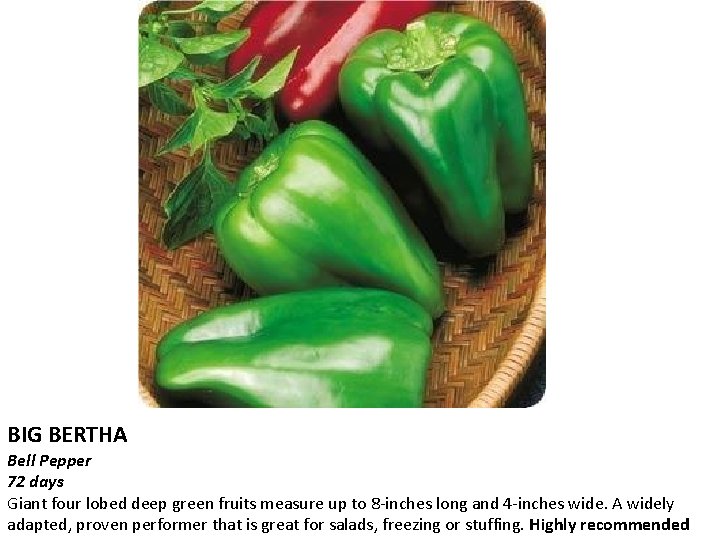 BIG BERTHA Bell Pepper 72 days Giant four lobed deep green fruits measure up
