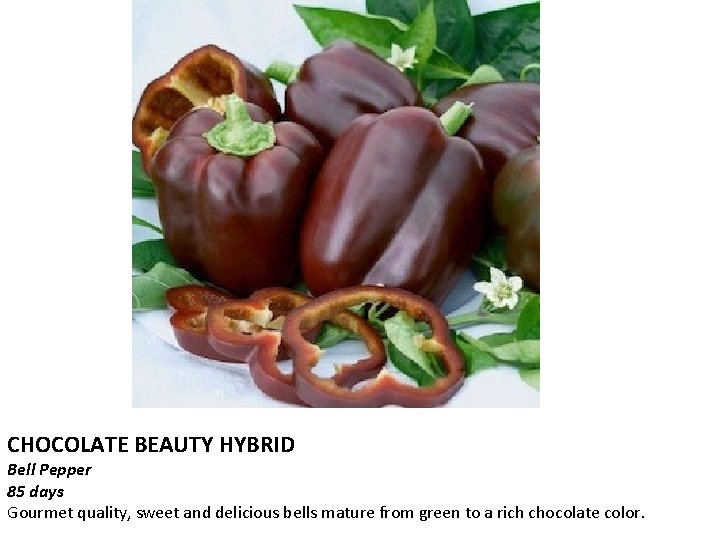 CHOCOLATE BEAUTY HYBRID Bell Pepper 85 days Gourmet quality, sweet and delicious bells mature