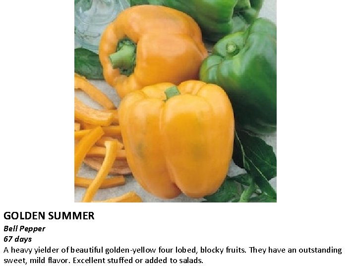 GOLDEN SUMMER Bell Pepper 67 days A heavy yielder of beautiful golden-yellow four lobed,