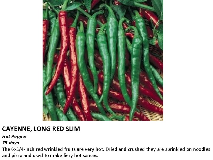 CAYENNE, LONG RED SLIM Hot Pepper 75 days The 6 x 3/4 -inch red