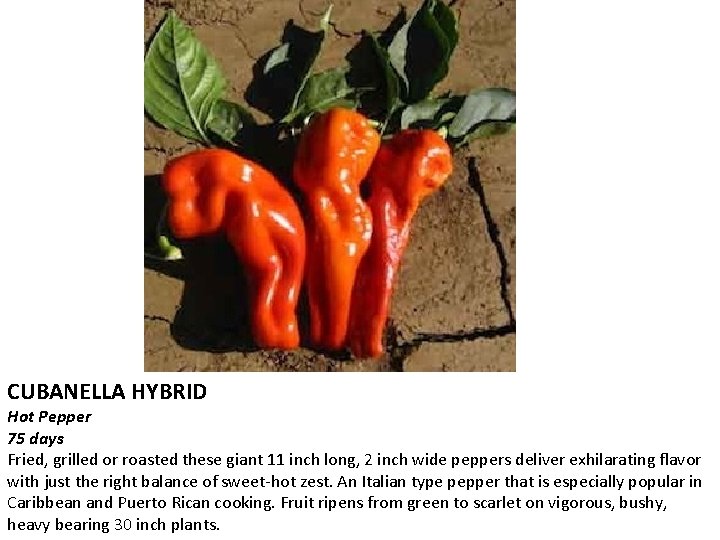 CUBANELLA HYBRID Hot Pepper 75 days Fried, grilled or roasted these giant 11 inch