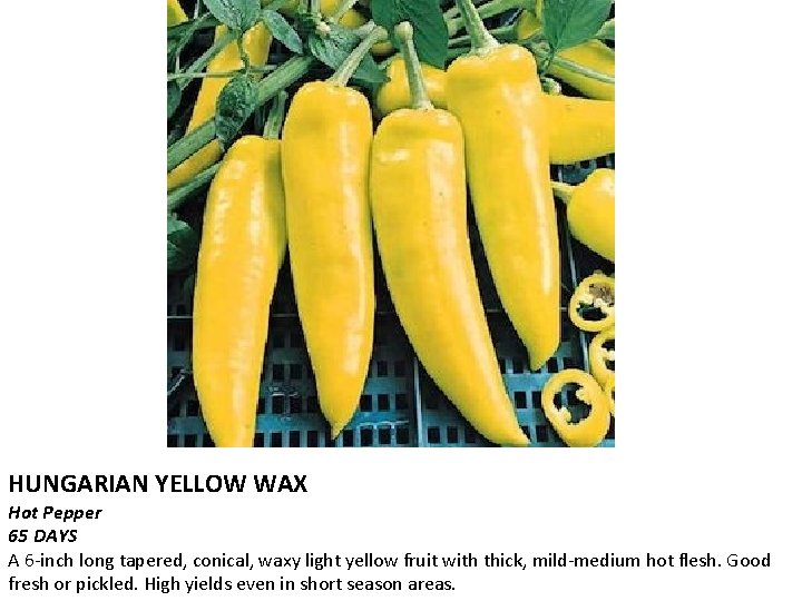 HUNGARIAN YELLOW WAX Hot Pepper 65 DAYS A 6 -inch long tapered, conical, waxy