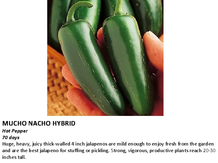 MUCHO NACHO HYBRID Hot Pepper 70 days Huge, heavy, juicy thick-walled 4 inch jalapenos
