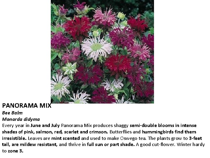 PANORAMA MIX Bee Balm Monarda didyma Every year in June and July Panorama Mix