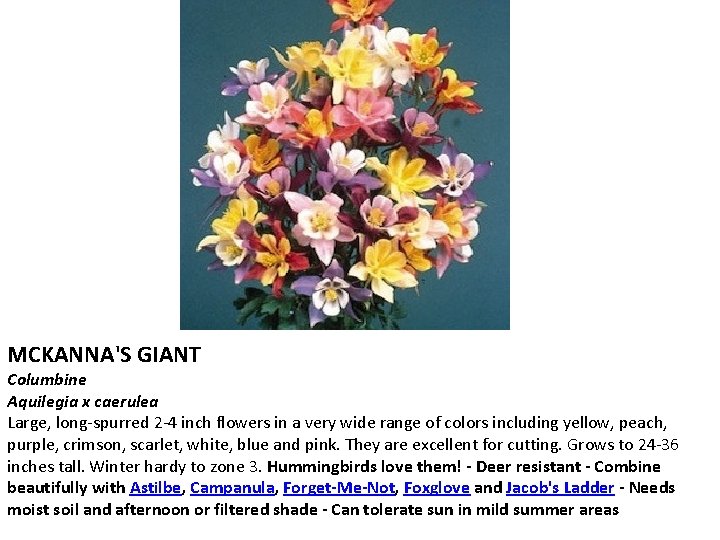 MCKANNA'S GIANT Columbine Aquilegia x caerulea Large, long-spurred 2 -4 inch flowers in a