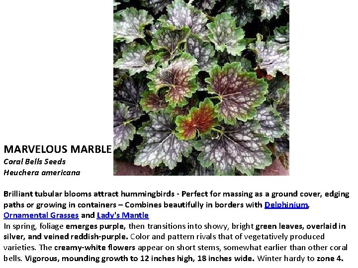 MARVELOUS MARBLE Coral Bells Seeds Heuchera americana Brilliant tubular blooms attract hummingbirds - Perfect