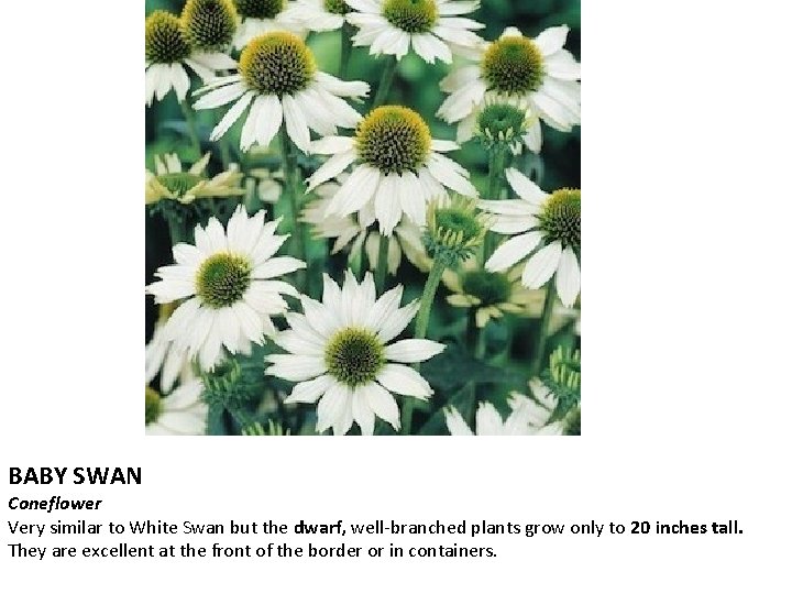 BABY SWAN Coneflower Very similar to White Swan but the dwarf, well-branched plants grow