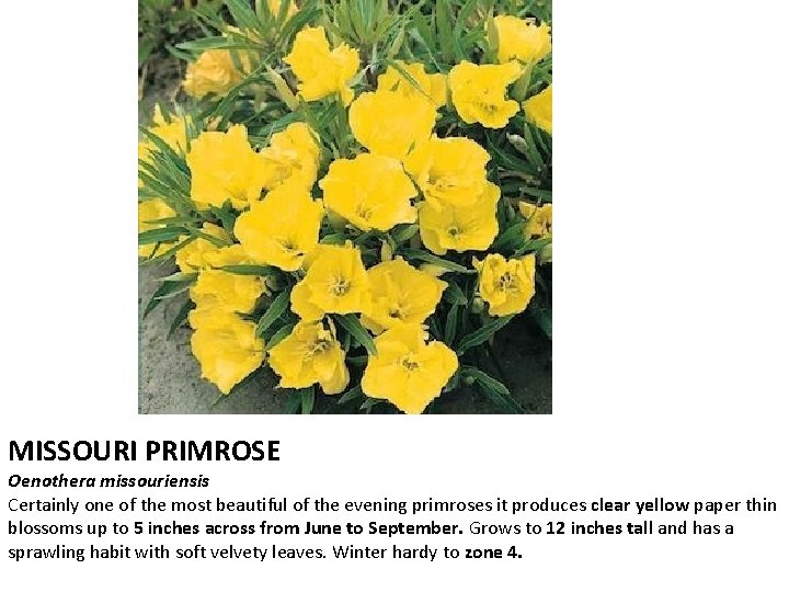 MISSOURI PRIMROSE Oenothera missouriensis Certainly one of the most beautiful of the evening primroses