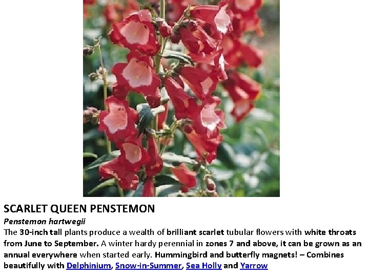 SCARLET QUEEN PENSTEMON Penstemon hartwegii The 30 -inch tall plants produce a wealth of